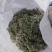 茵陈鲜货