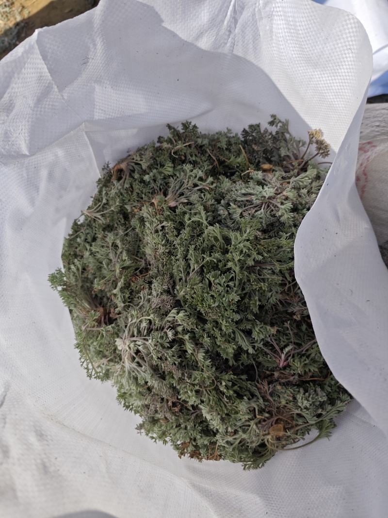 茵陈鲜货