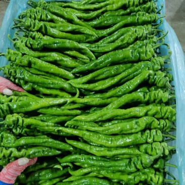 山东精品螺丝椒龙椒价格不高质量好保证新鲜现货
