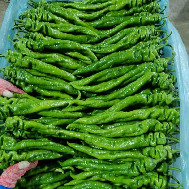 山东精品螺丝椒龙椒价格不高质量好保证新鲜现货