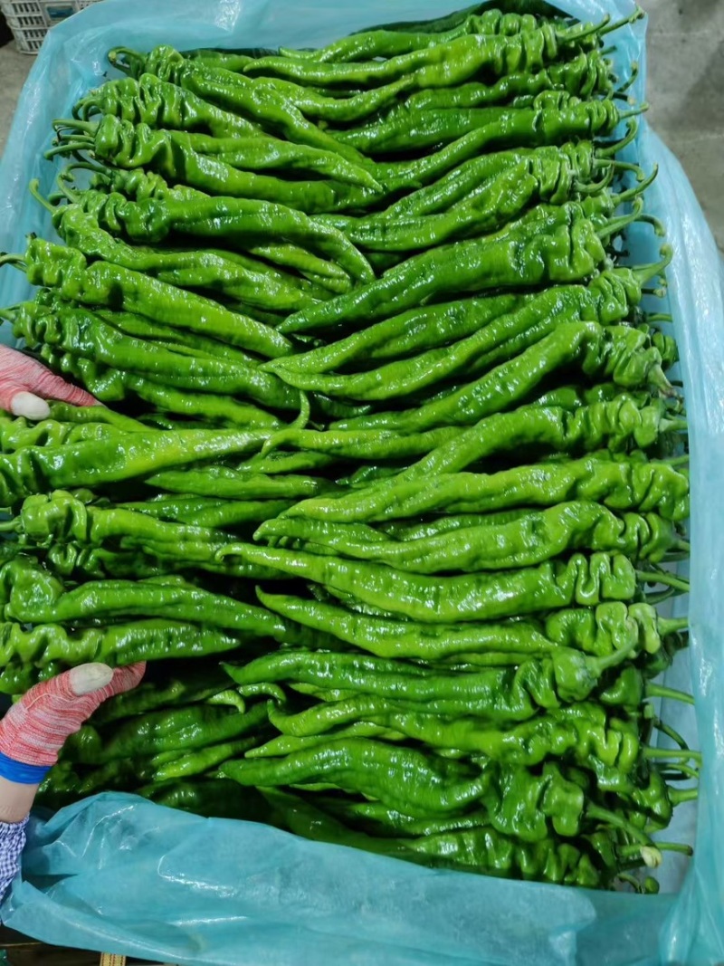 山东精品螺丝椒龙椒价格不高质量好保证新鲜现货