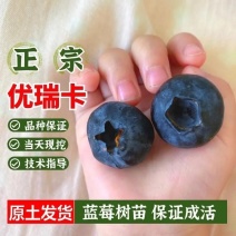 优瑞卡蓝莓苗，果大，口感好，有卖相，包邮包活