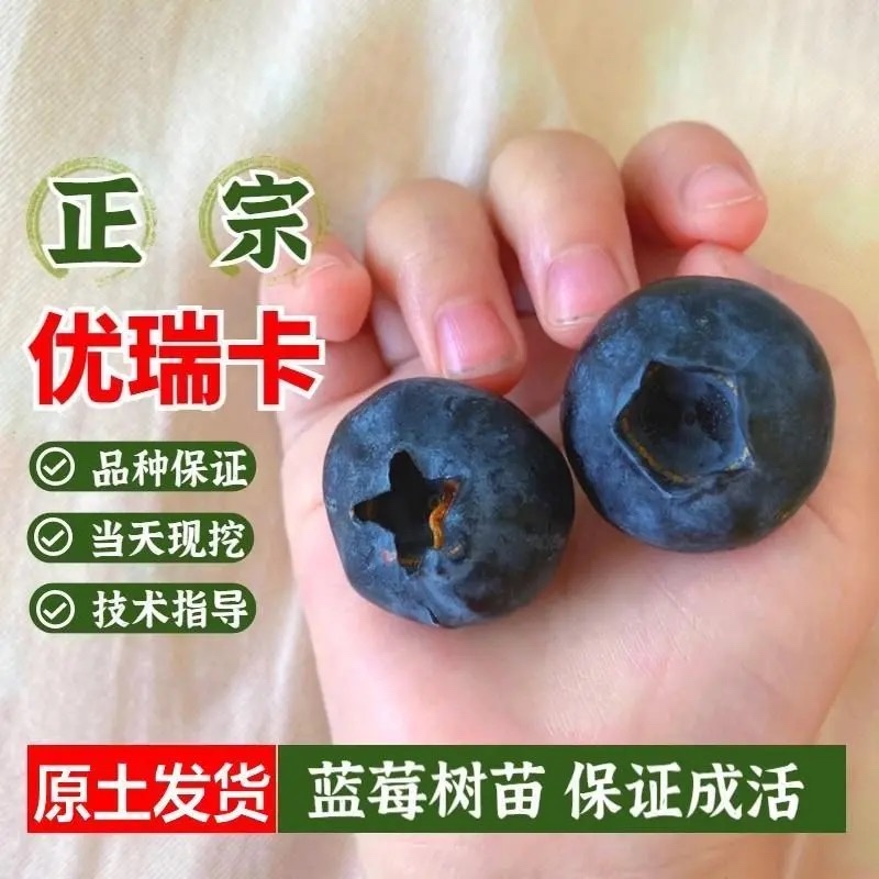 优瑞卡蓝莓苗，果大，口感好，有卖相，包邮包活