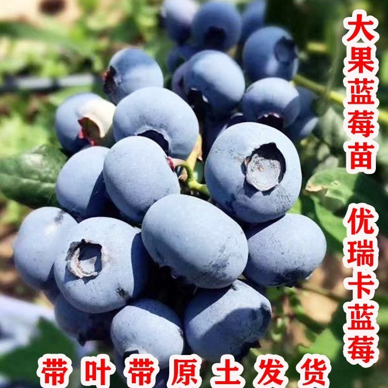 优瑞卡蓝莓苗，果大，口感好，有卖相，包邮包活