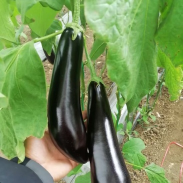 山东精品烧烤茄价格不高