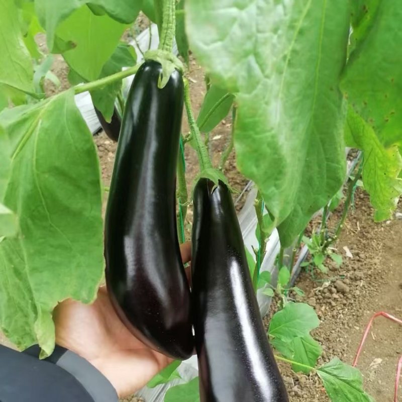 山东精品烧烤茄价格不高