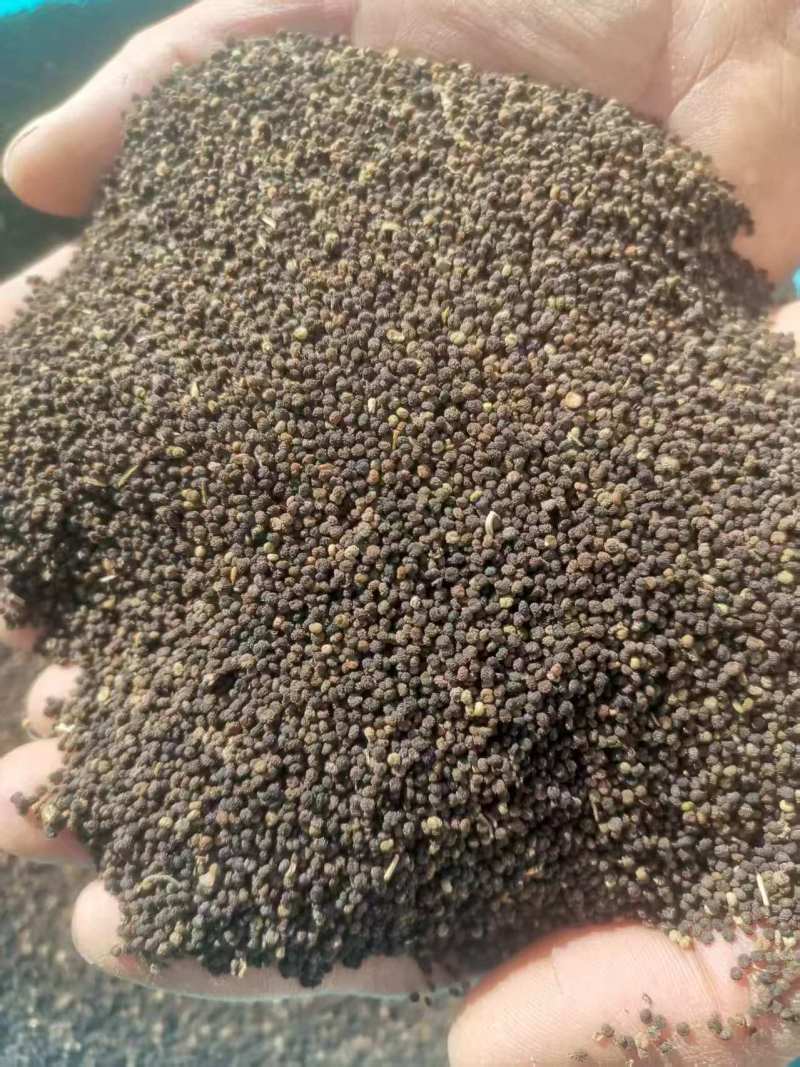 白花莱子10吨产地新疆