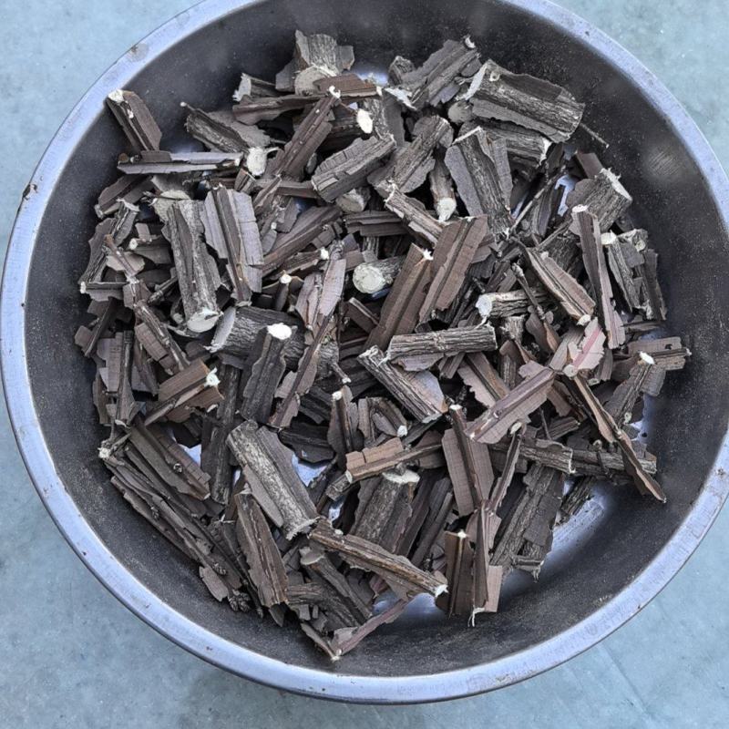 林下野生鬼箭羽