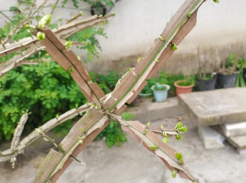 林下野生鬼箭羽