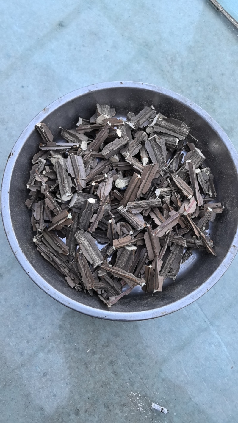 林下野生鬼箭羽