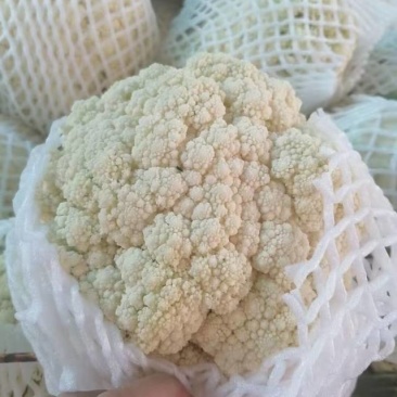 精品有机花菜，产地大量供应！