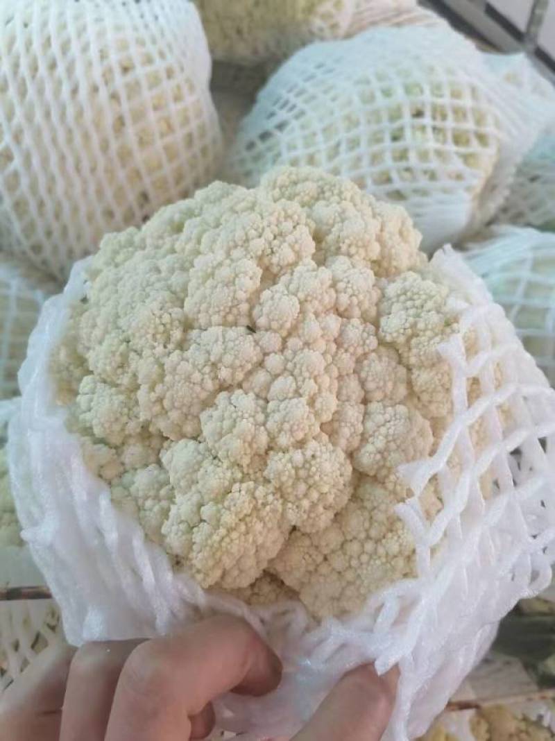 精品有机花菜，产地大量供应！
