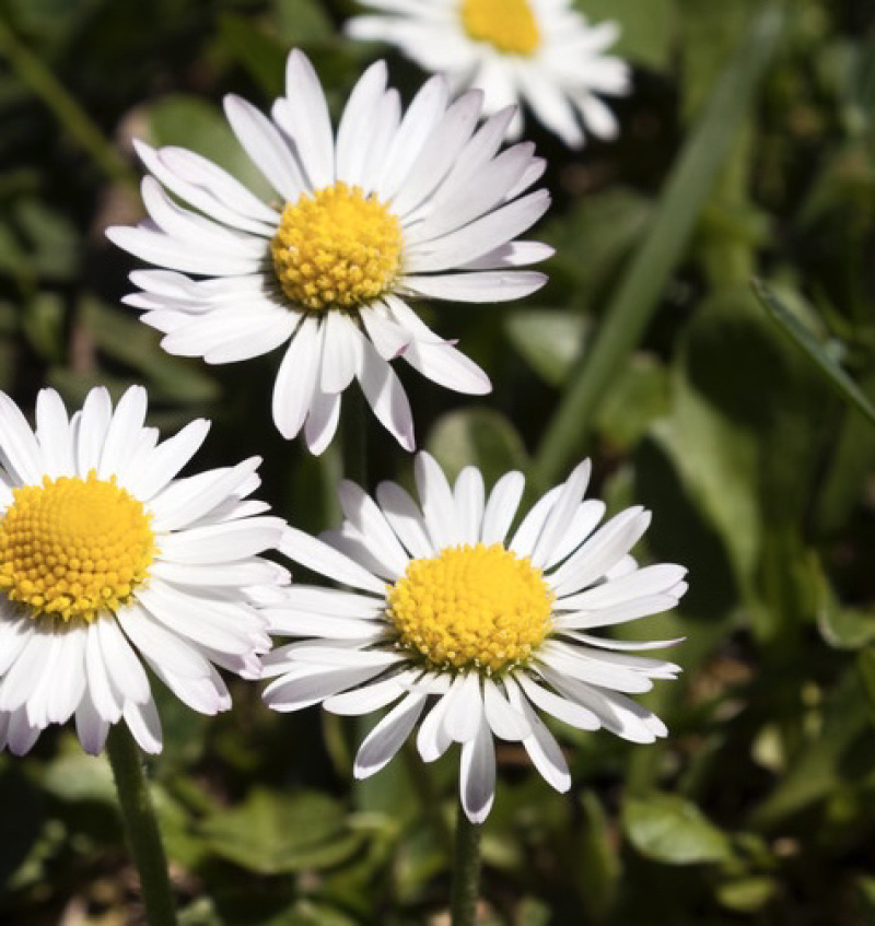 雏菊种子四季易活室内外