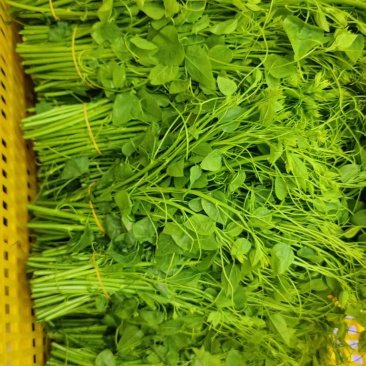 正宗的野生赤苍滕姑娘菜，现摘现发、新鲜嫩芽，！