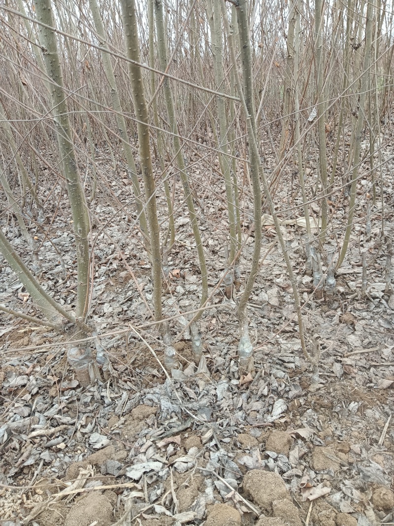 中华金叶榆产地直销中华金叶榆基地中华金叶榆