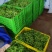 正宗的野生赤苍滕姑娘菜，现摘现发、新鲜嫩芽，！