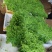 正宗的野生赤苍滕姑娘菜，现摘现发、新鲜嫩芽，！