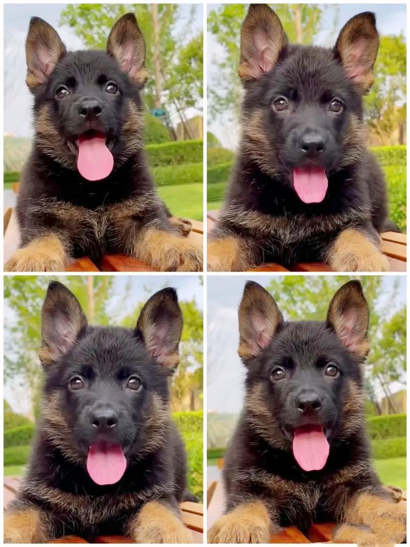德国牧羊犬，品相**，骨架大，耳朵都是立起的状态，