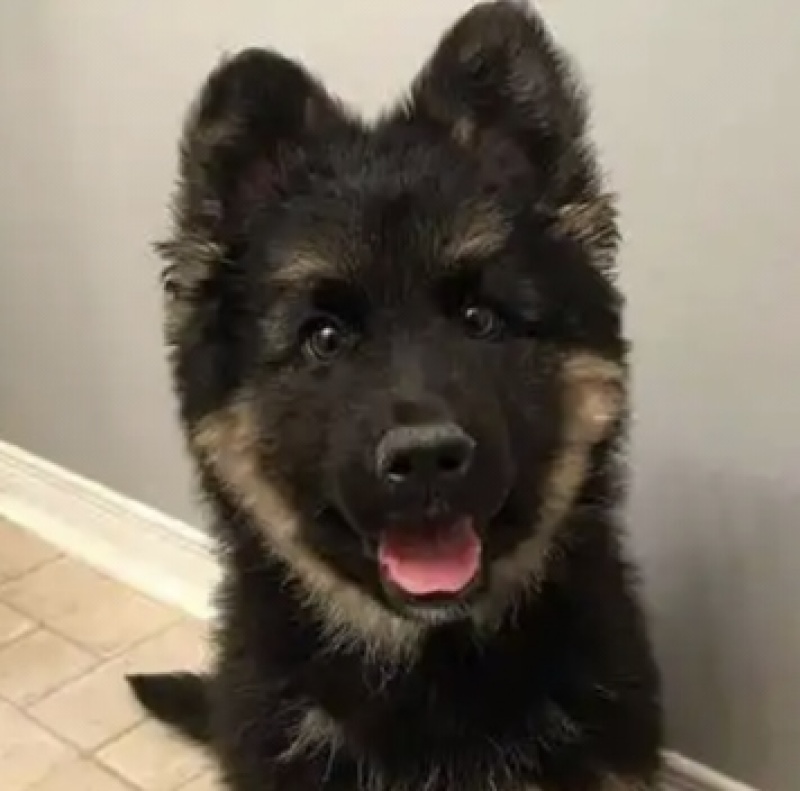 德国牧羊犬，品相**，骨架大，耳朵都是立起的状态，