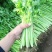 精品香芹大量供应淮安香芹对接各大市场商超电商火锅店