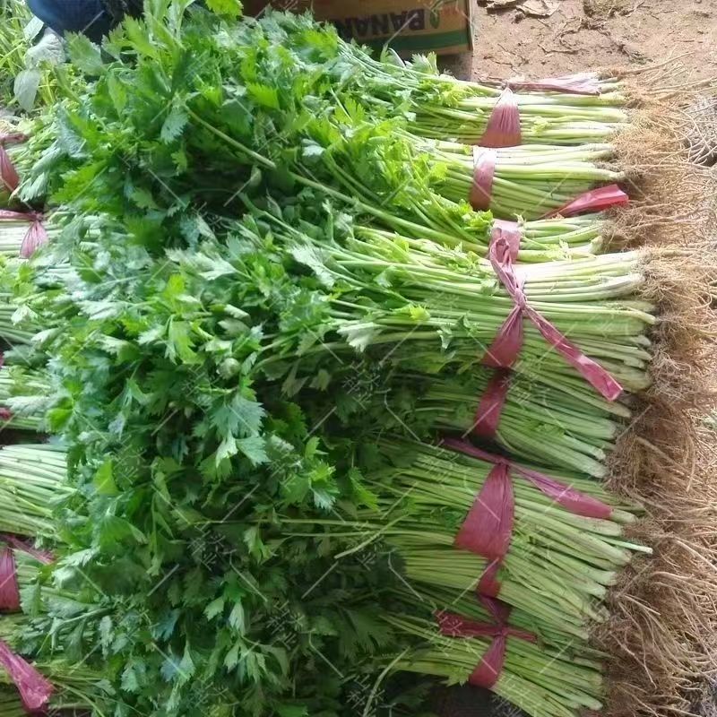 精品香芹大量供应淮安香芹对接各大市场商超电商火锅店