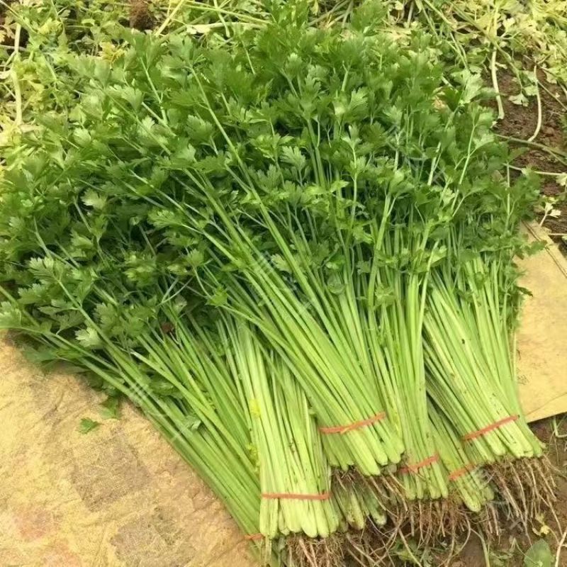 精品香芹大量供应淮安香芹对接各大市场商超电商火锅店