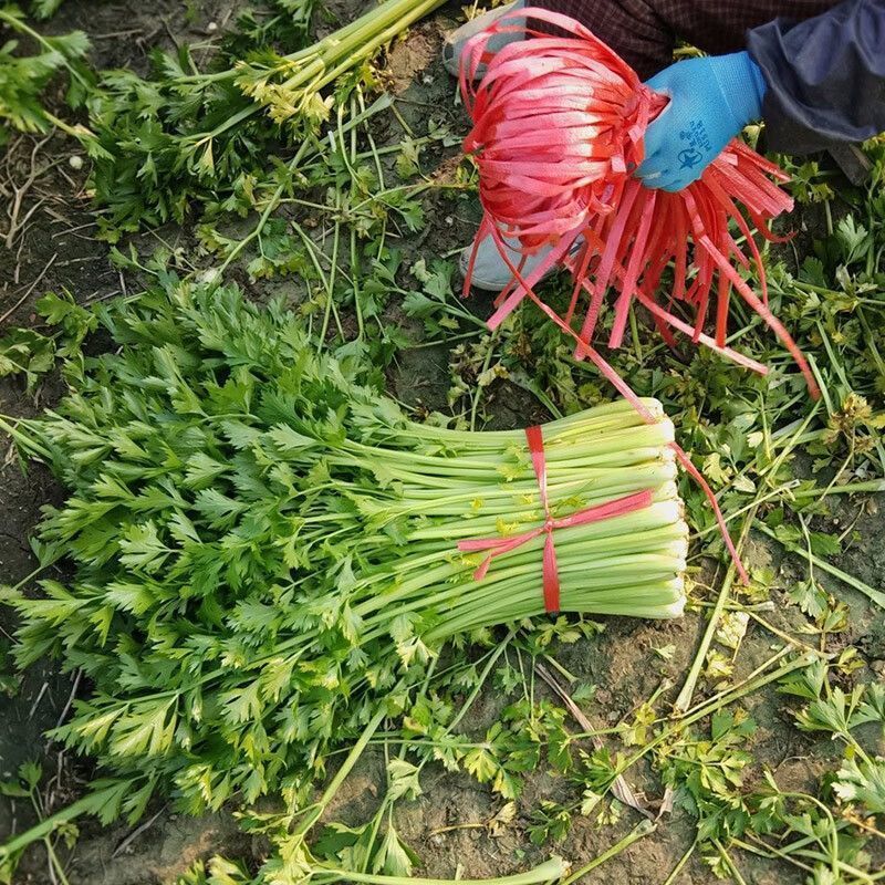 精品香芹大量供应淮安香芹对接各大市场商超电商火锅店
