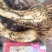 高寒山区现挖藠头，留须去青带泥发货