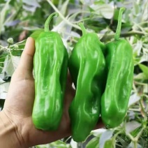 薄皮椒苏椒青椒芜湖椒大量供应可视频看货欢迎来电