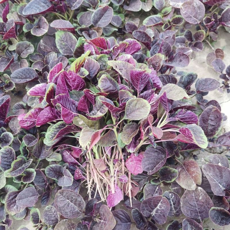 精品红笕菜苋菜大量供应可以视频看货欢迎来电采购