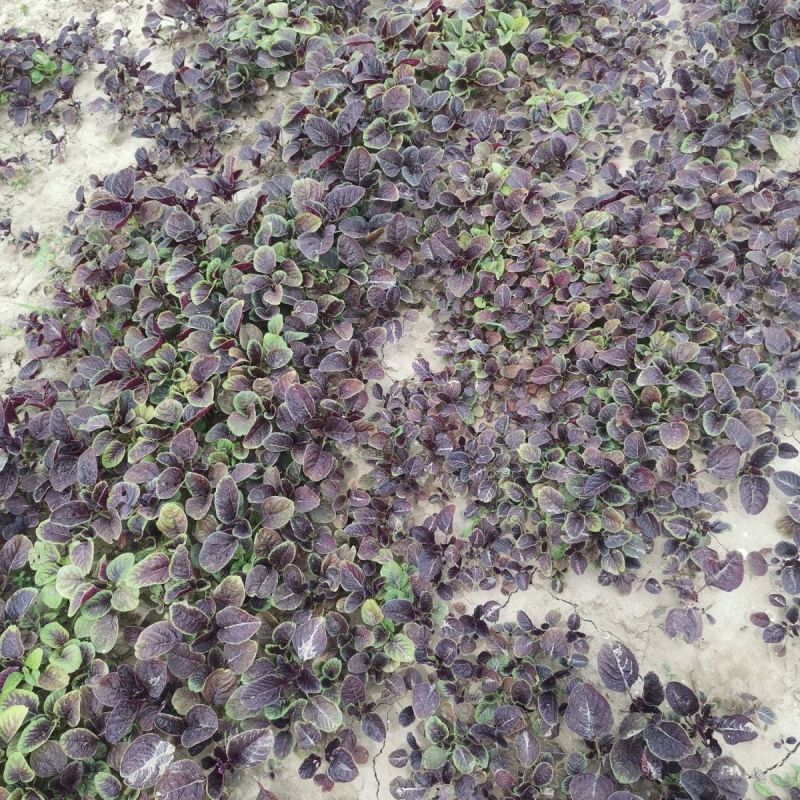 精品红笕菜苋菜大量供应可以视频看货欢迎来电采购
