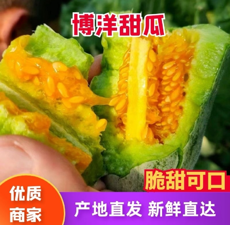 山东聊城莘县玉菇甜瓜，大量现货高糖度高品质，专业代收
