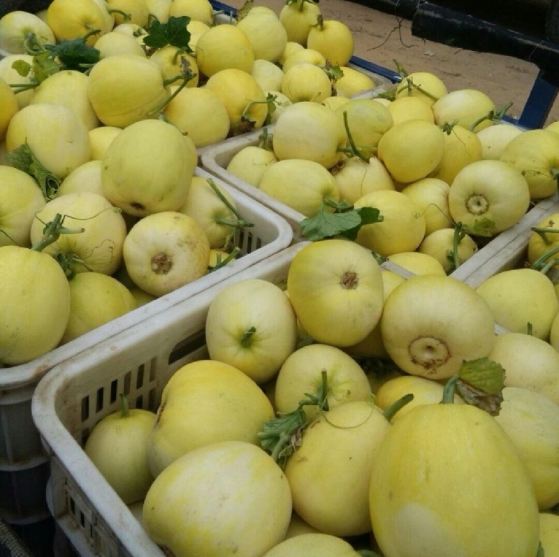 山东聊城莘县玉菇甜瓜，大量现货高糖度高品质，专业代收
