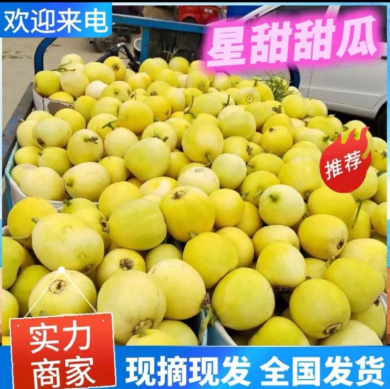 山东聊城莘县玉菇甜瓜，大量现货高糖度高品质，专业代收