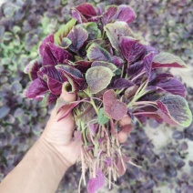 精品苋菜红笕菜大量供应可视频看货欢迎来电采购