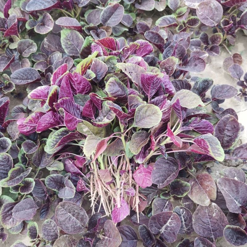 精品苋菜红笕菜大量供应可视频看货欢迎来电采购