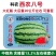 科农西农八号西瓜种子大红瓤高产可重茬高糖甜度高特大号西瓜
