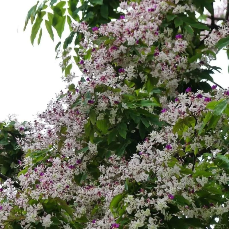 仪花种子四季播种树种籽耐热耐寒耐瘠仪花树庭院阳台