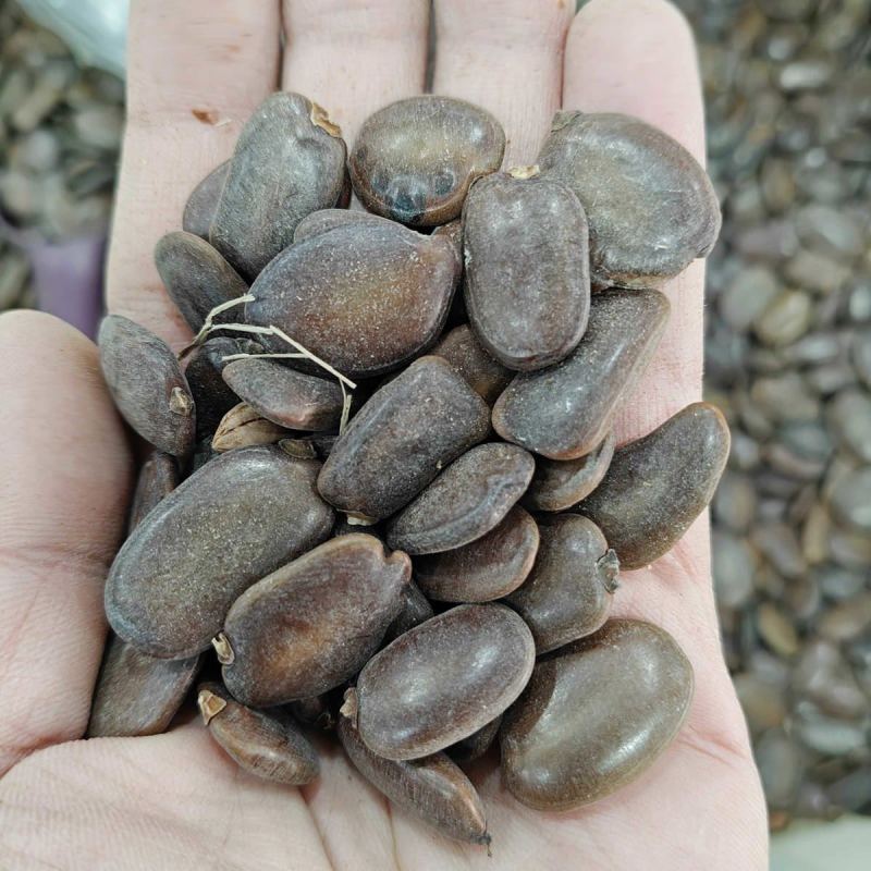 仪花种子四季播种树种籽耐热耐寒耐瘠仪花树庭院阳台