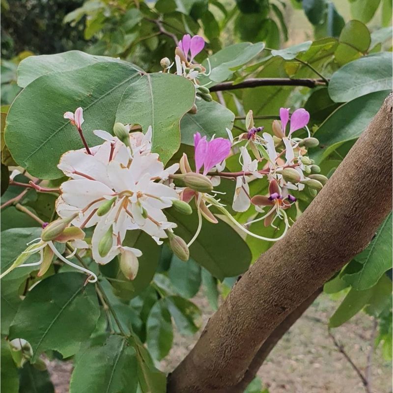 仪花种子四季播种树种籽耐热耐寒耐瘠仪花树庭院阳台