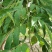 仪花种子四季播种树种籽耐热耐寒耐瘠仪花树庭院阳台