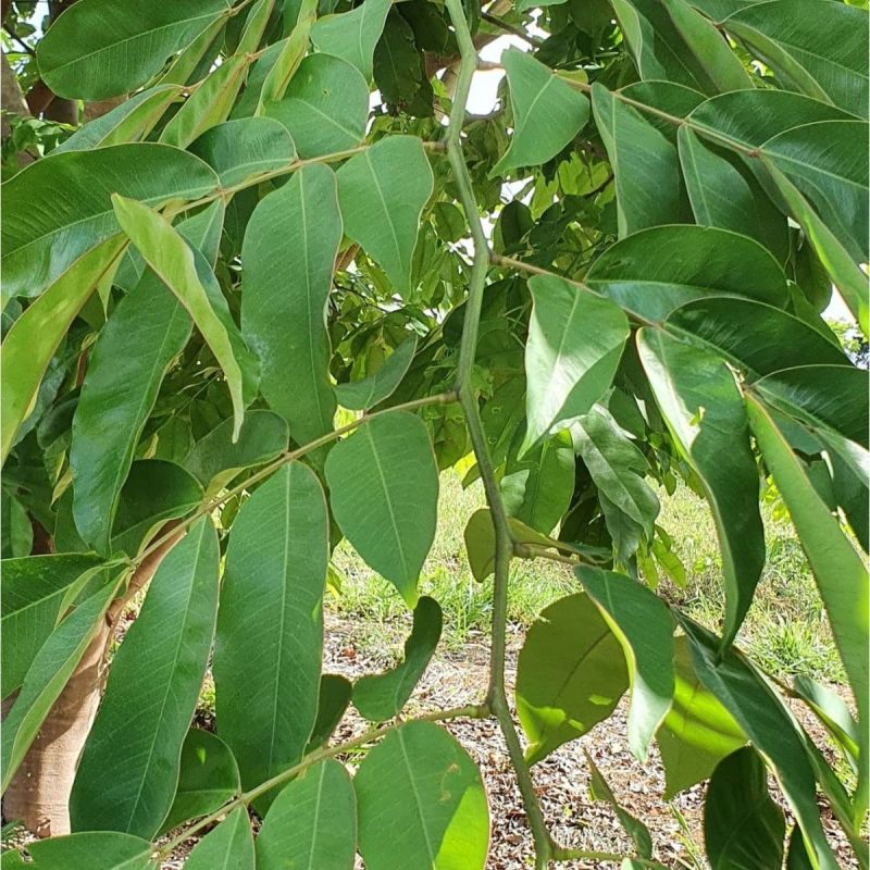 仪花种子四季播种树种籽耐热耐寒耐瘠仪花树庭院阳台
