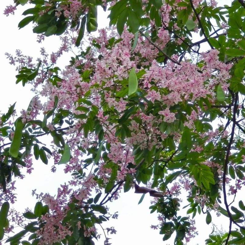 仪花种子四季播种树种籽耐热耐寒耐瘠仪花树庭院阳台