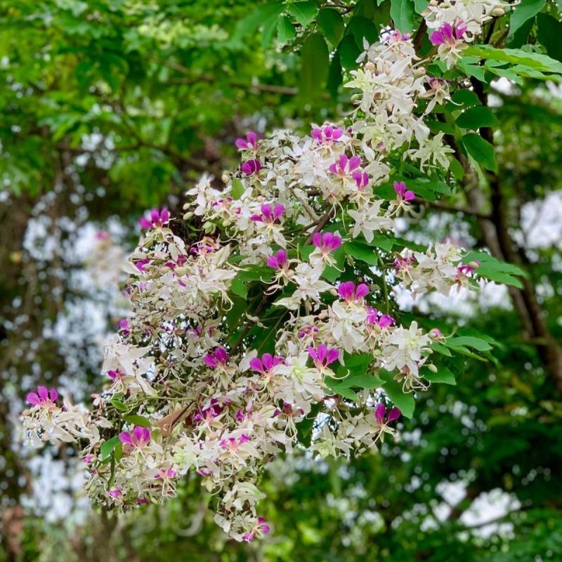 仪花种子四季播种树种籽耐热耐寒耐瘠仪花树庭院阳台