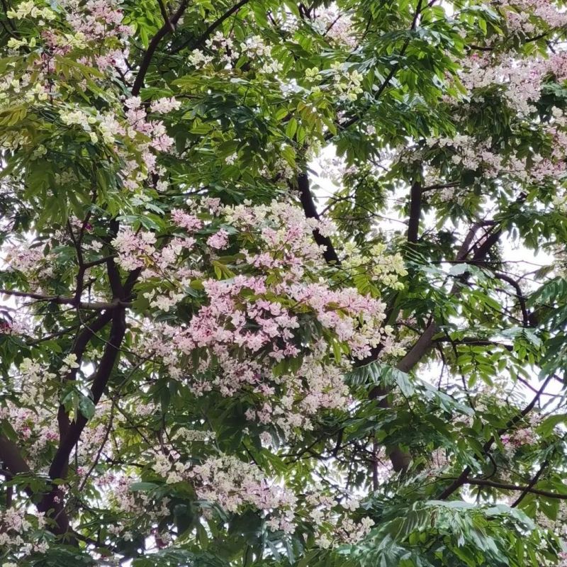 仪花种子四季播种树种籽耐热耐寒耐瘠仪花树庭院阳台