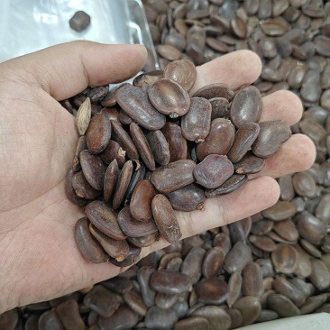 仪花种子四季播种树种籽耐热耐寒耐瘠仪花树庭院阳台