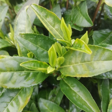 原产地安吉白茶