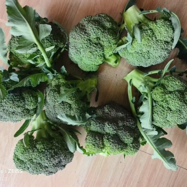 云南高山西兰花大量供应