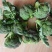 云南高山西兰花大量供应