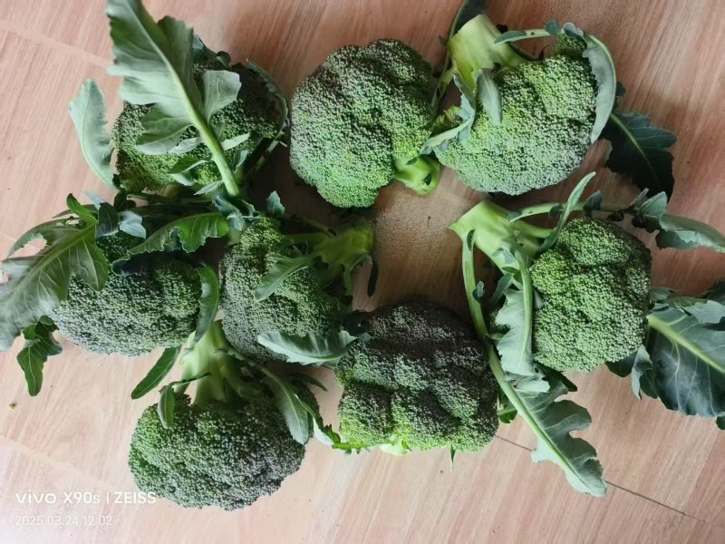 云南高山西兰花大量供应
